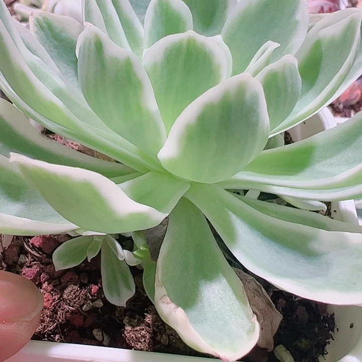 丽****?多肉植物多肉植物
