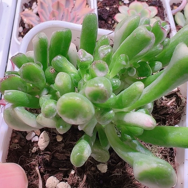 于****生多肉植物多肉植物