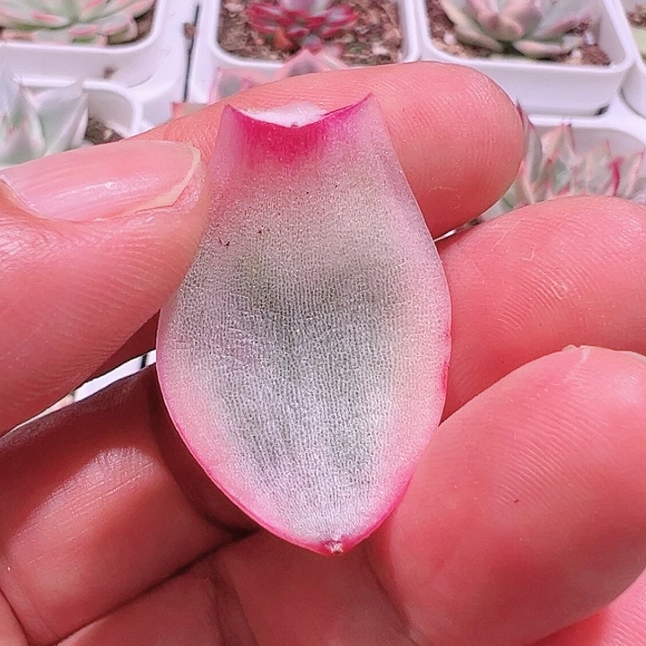 丽****?多肉植物多肉植物