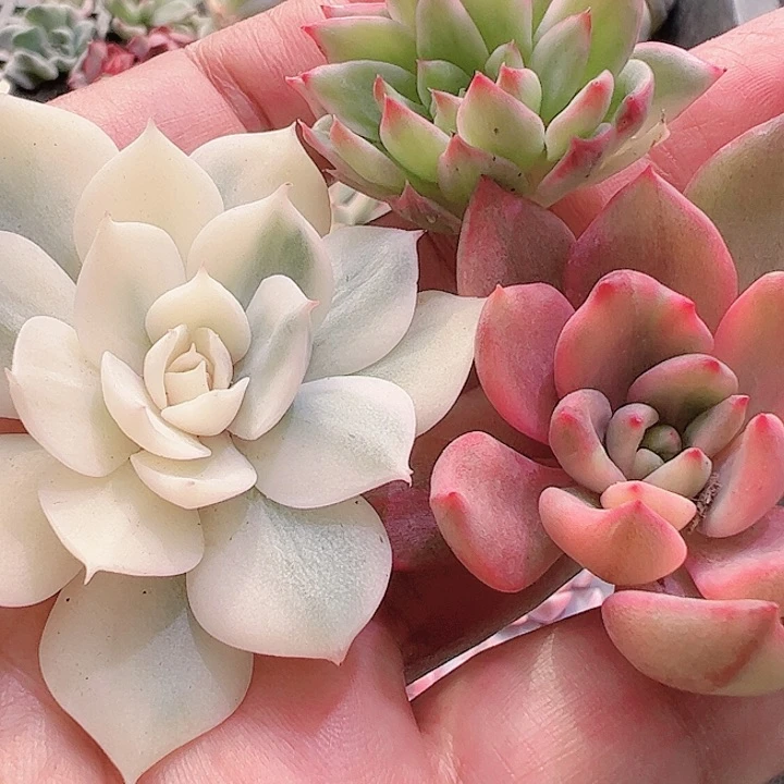 ?****?多肉植物多肉植物