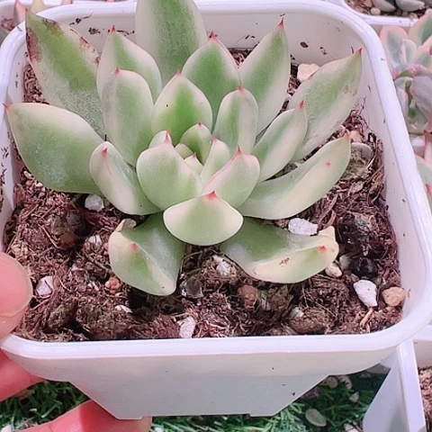 江*添多肉植物多肉植物