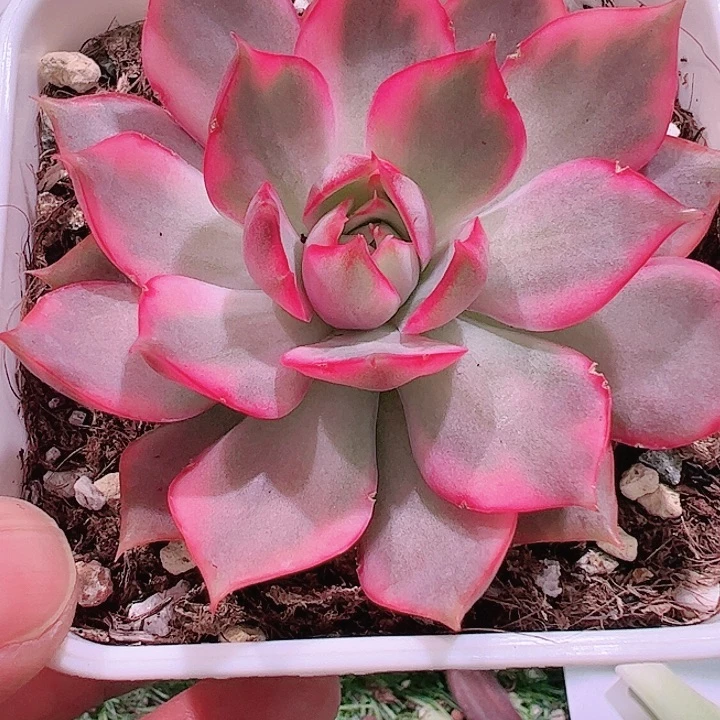 辉*✨多肉植物多肉植物