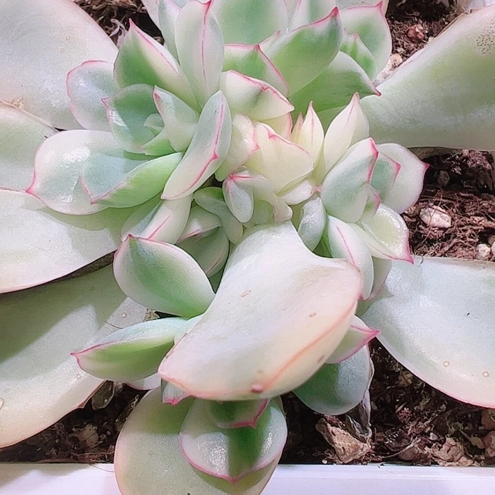 我****。多肉植物多肉植物