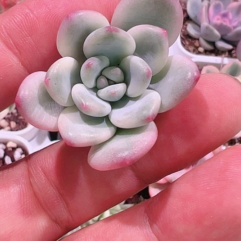 欢*多肉植物多肉植物