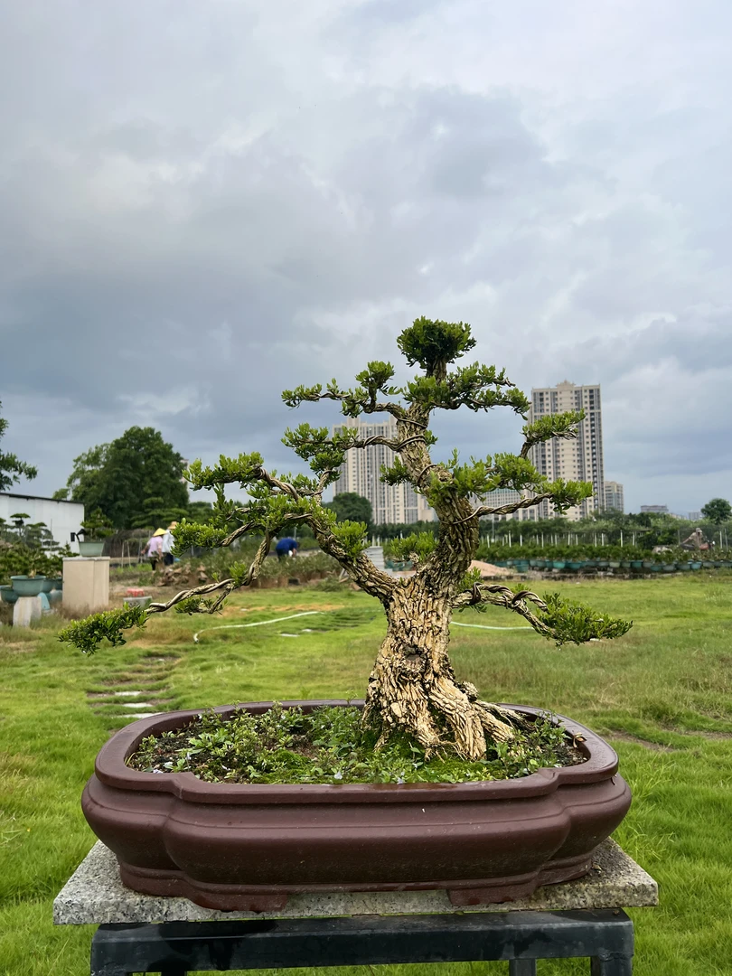 皱皮小叶黄杨美观艺术翠绿盆景阳台庭院绿植盆景直播间（一物一拍）