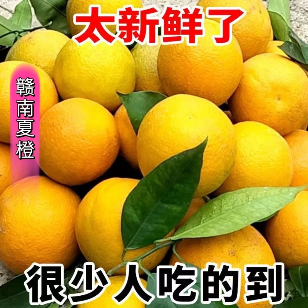 江西赣南夏橙5/10斤新鲜脐橙应季水果手剥橙赣州寻乌甜橙坏果包赔