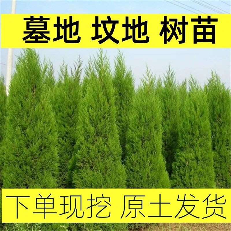 柏树树苗侧柏塔柏小扁柏松柏圆柏龙柏黄四季常青叶宝塔松四川蜀桧