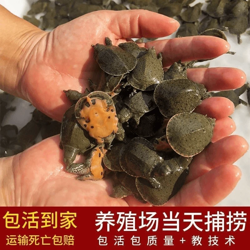【100只】新出生甲鱼苗2-4.5克外塘冷水养殖甲鱼苗中华鳖包活包健康