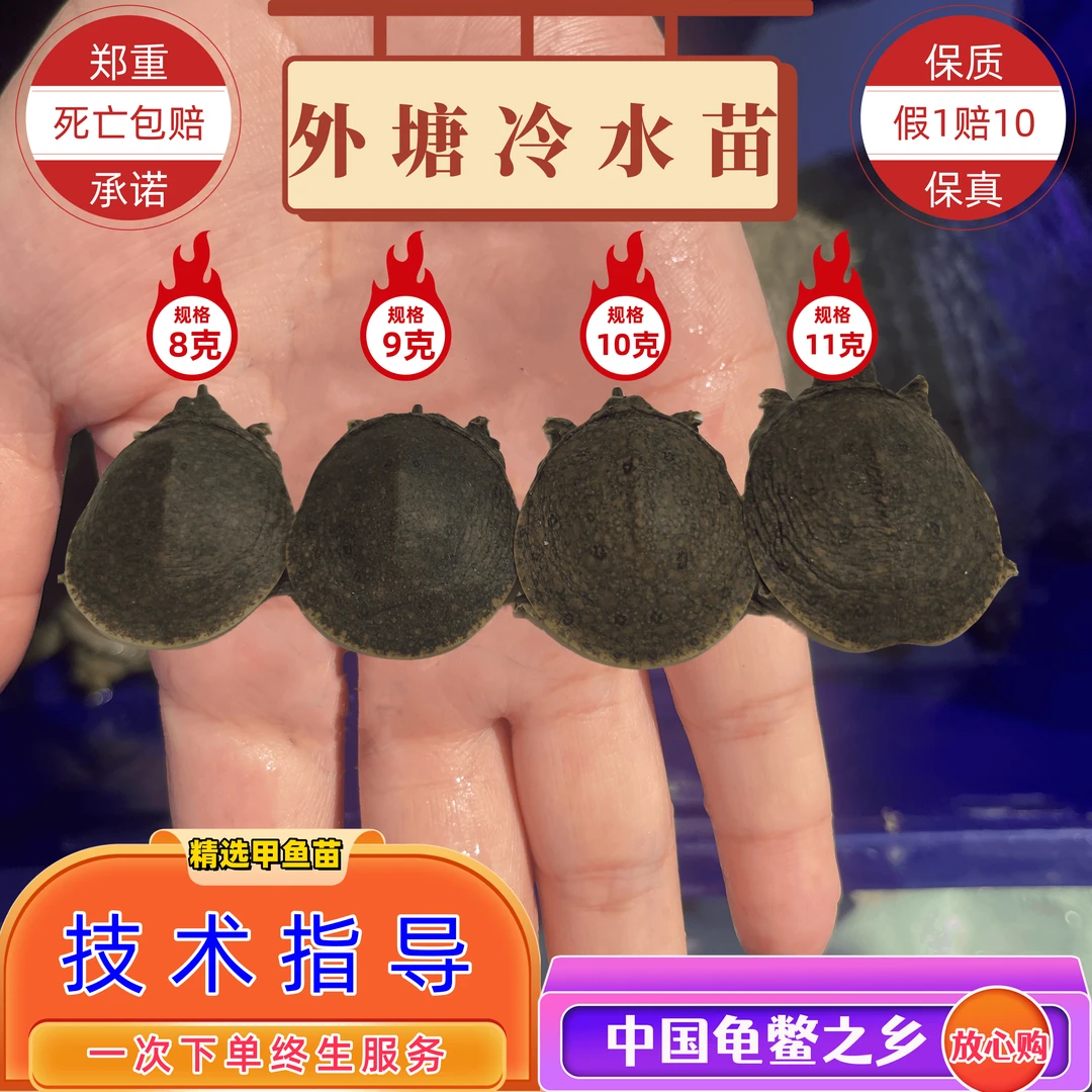 外塘冷水养殖甲鱼苗6克起中华甲鱼团鱼水鱼