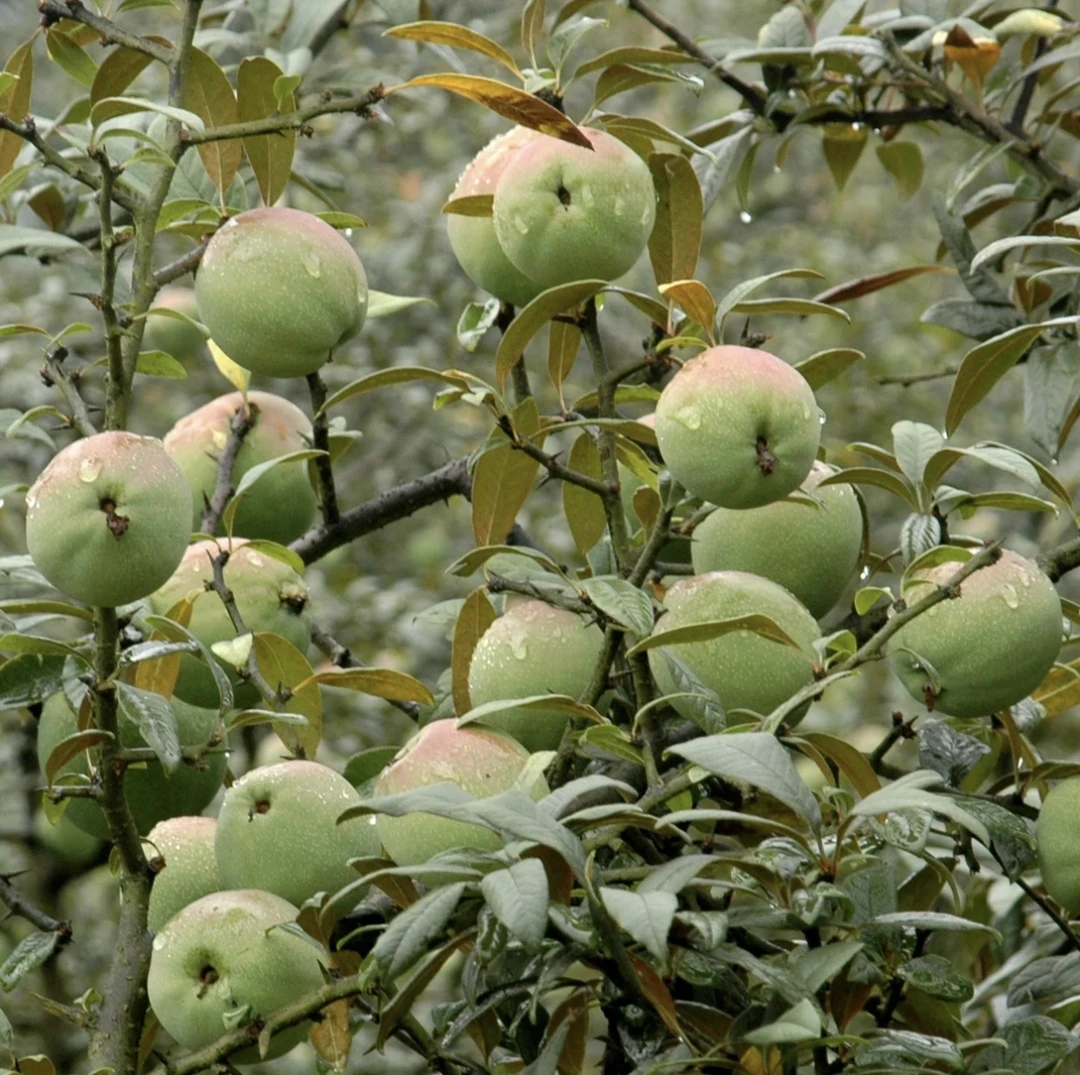 云南 普洱特产酸木瓜配糊辣子2斤