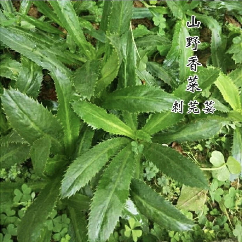 云南普洱 农产品 新鲜老缅芫荽 大香菜刺芹2把300克左右