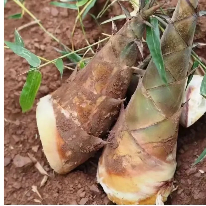 云南 普洱特产 新鲜 甜笋现挖现发3斤