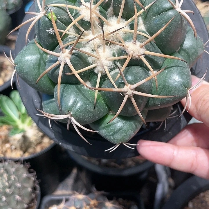 实生安仔象牙仙人球一颗