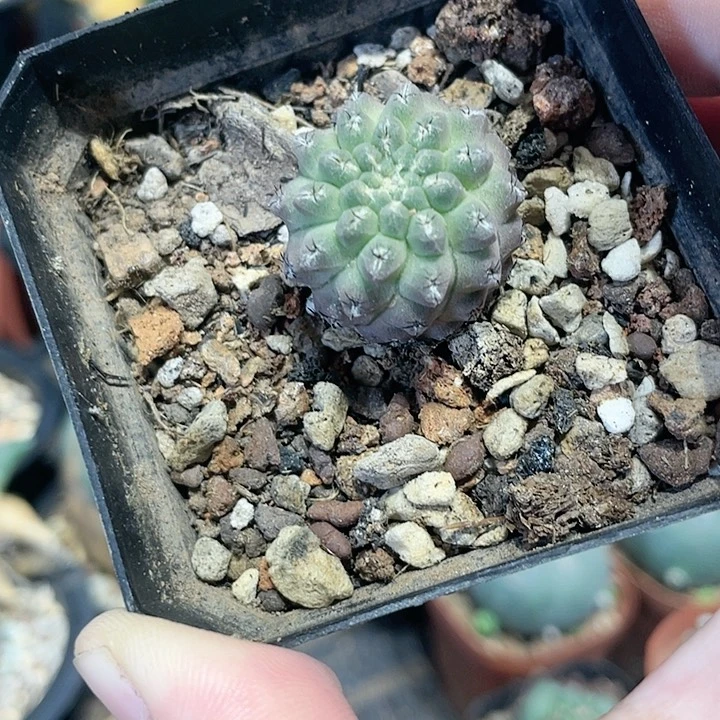 实生爆头仙人球一颗