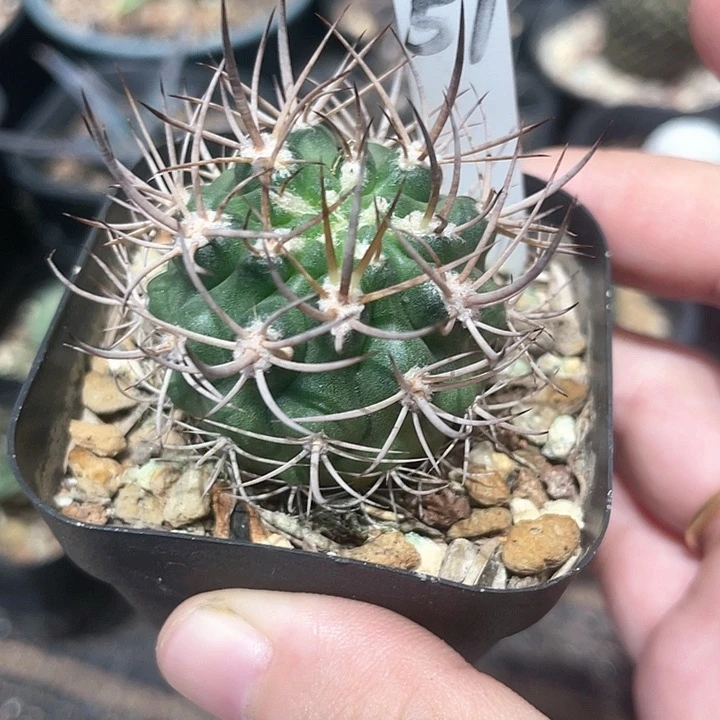 实生逆爆仙人球一颗