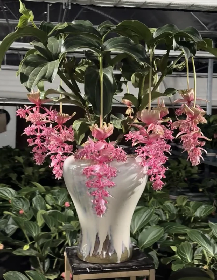 荷兰进口宝莲灯室内高端花卉