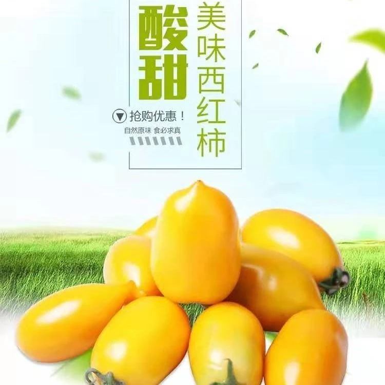东北黄柿子奶香黄红罗曼西红柿东北特产现摘现发番茄新鲜坏果包