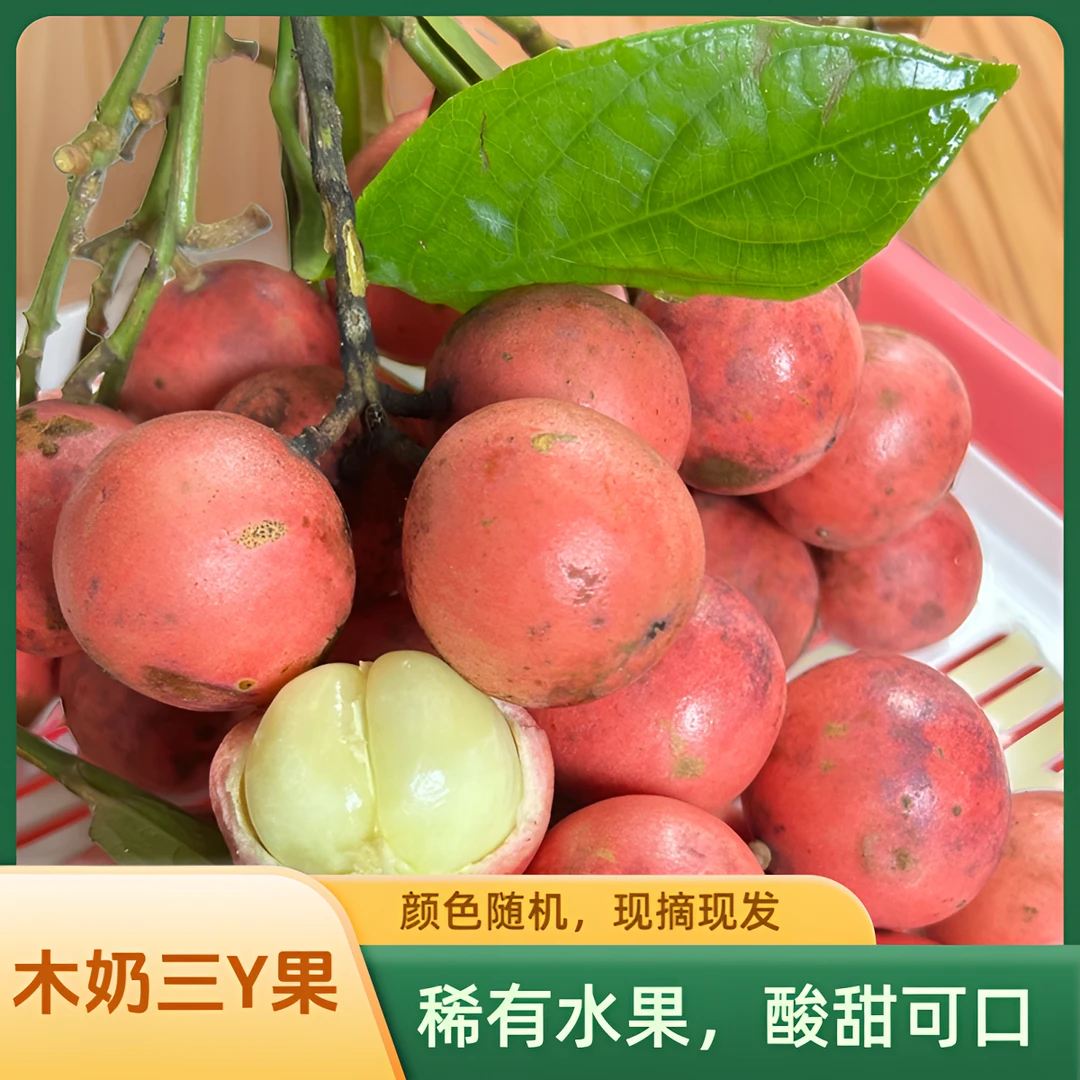 云南稀少水果新鲜木奶果三丫果云南水果食用清香口感