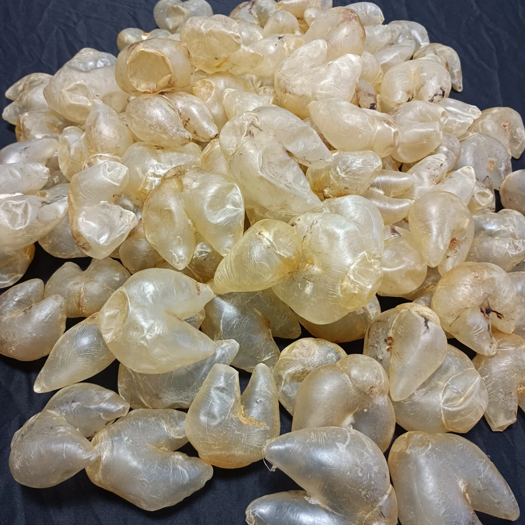 南澳鸡泡胶/自吃实惠1克-500克