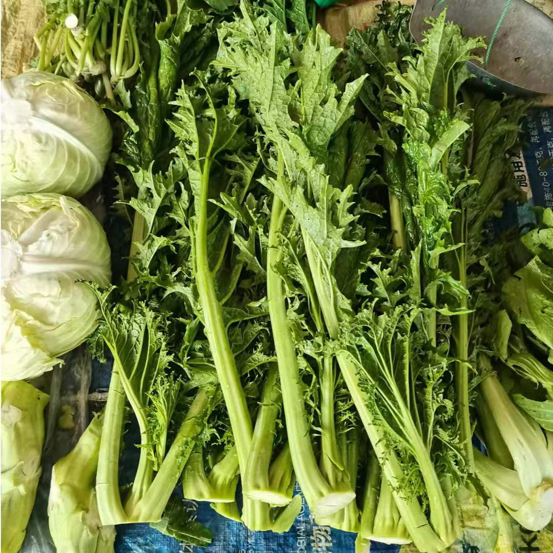 江西赣南特产农家当季新鲜青菜心露天种植大头菜凤棒棒菜