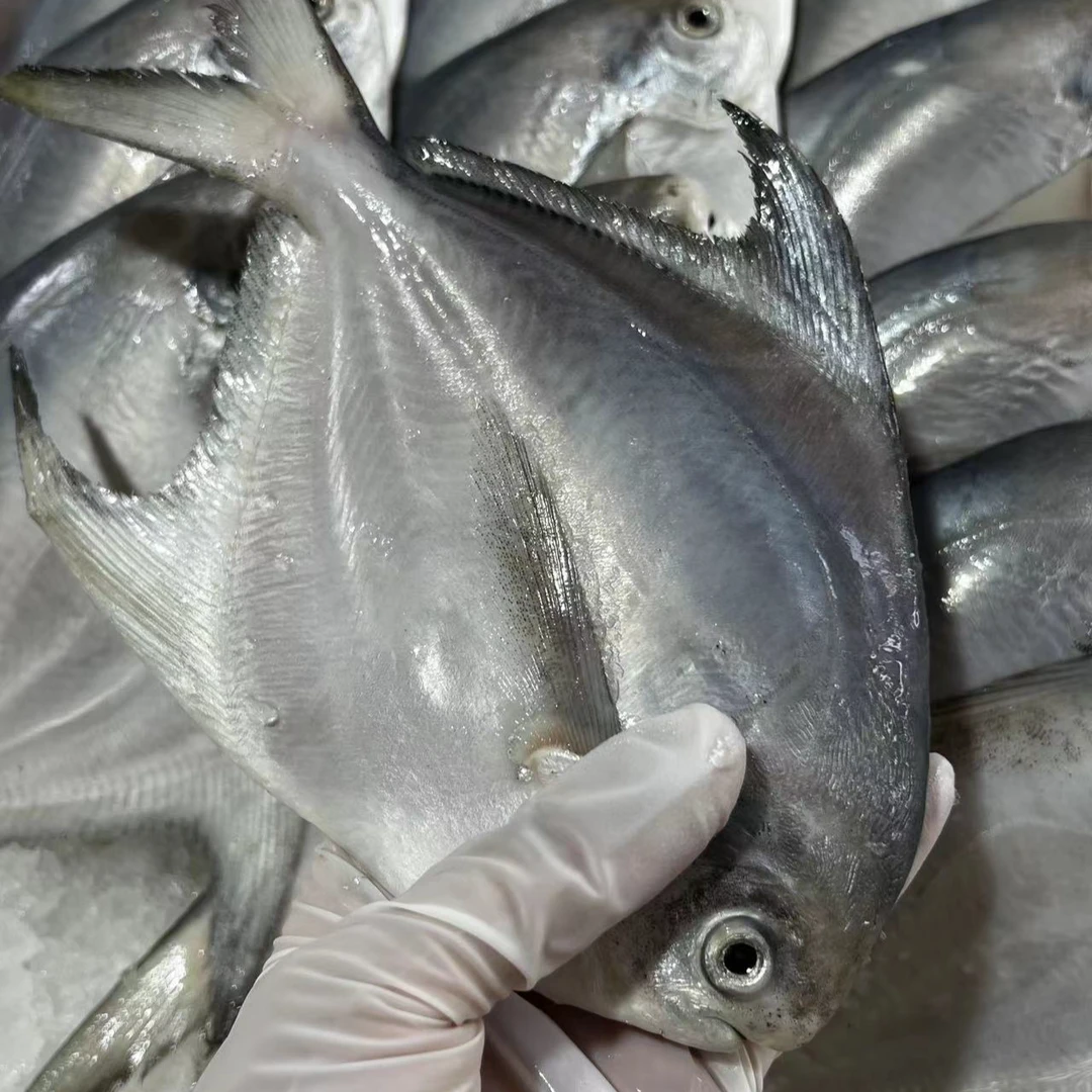 捕捞野生小白鲳鱼新鲜深海鱼清蒸食用肉质鲜嫩营养3-10斤顺丰包邮