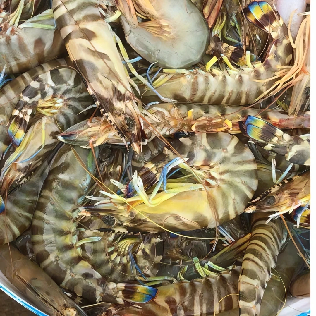 野生九节虾斑节虾新鲜肉质鲜嫩易消化顺丰包邮湛江发货本港