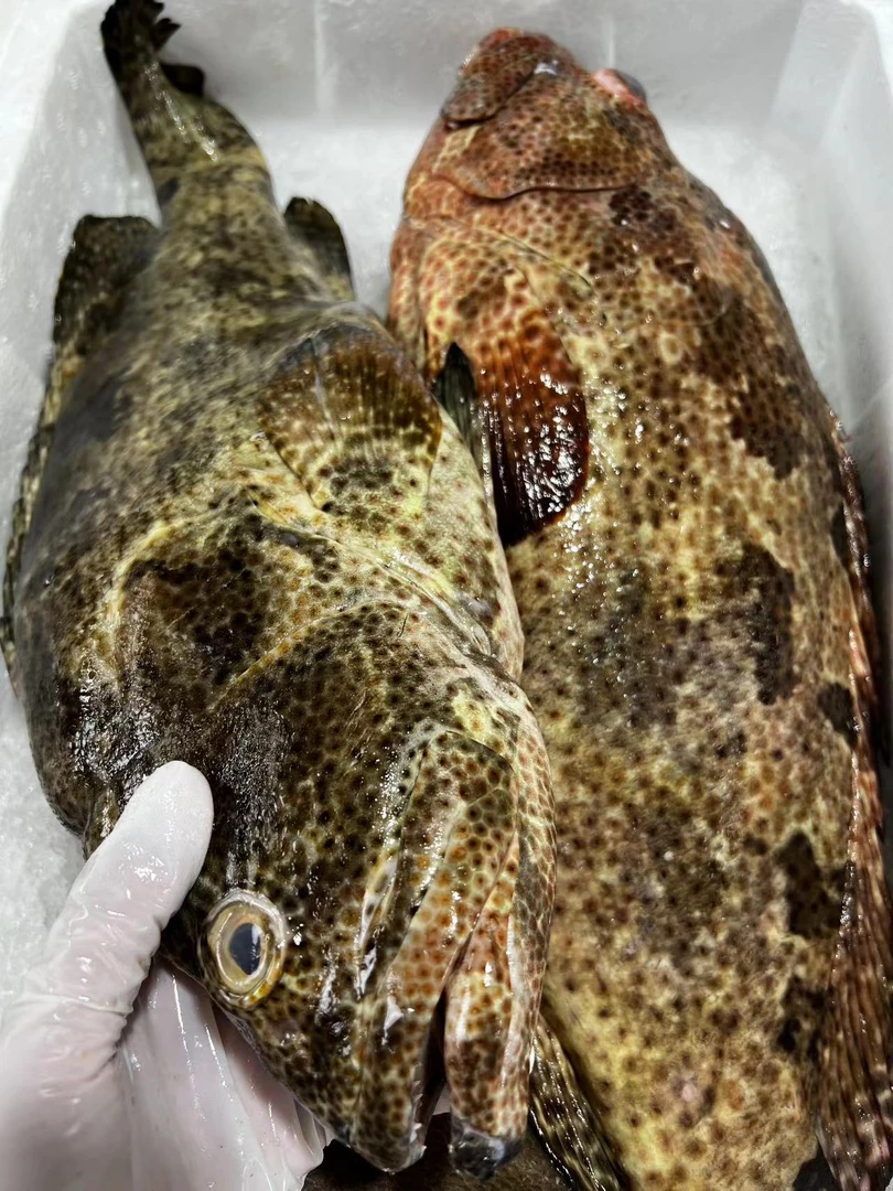 野生黄皮老虎斑新鲜石斑鱼清蒸涮火锅3-10斤顺丰包邮广东湛江发货