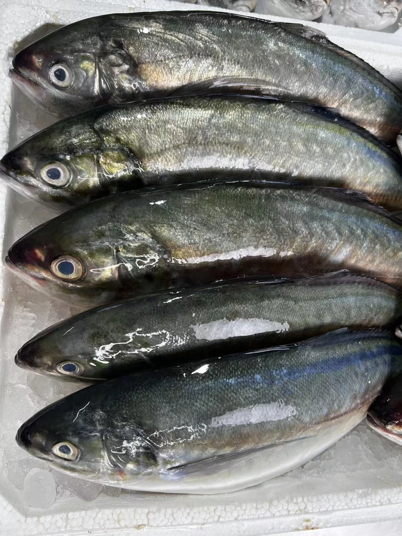 野生池鱼王新鲜 食用 清蒸 香煎3-10斤顺丰包邮广东湛江发货