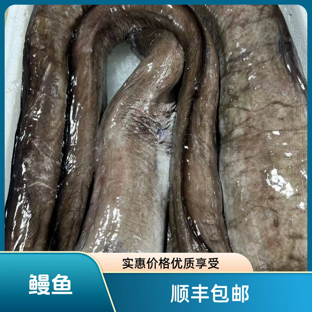 土龙鳗鱼新鲜鱼肉丰富营养价值高 煎焖煮 烤鳗鱼饭3-10斤顺丰包邮