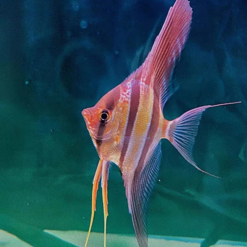 进口野生圣菲利佩阿塔巴布埃及神仙鱼活体观赏鱼伊莎贝尔埃及神仙