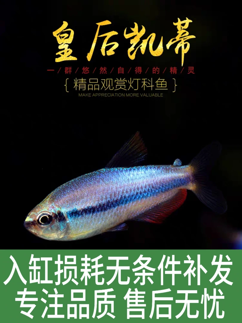 皇后凯莉灯鱼南美小型鱼热带观赏鱼电光凯蒂超级蓝国王凯丽灯活体