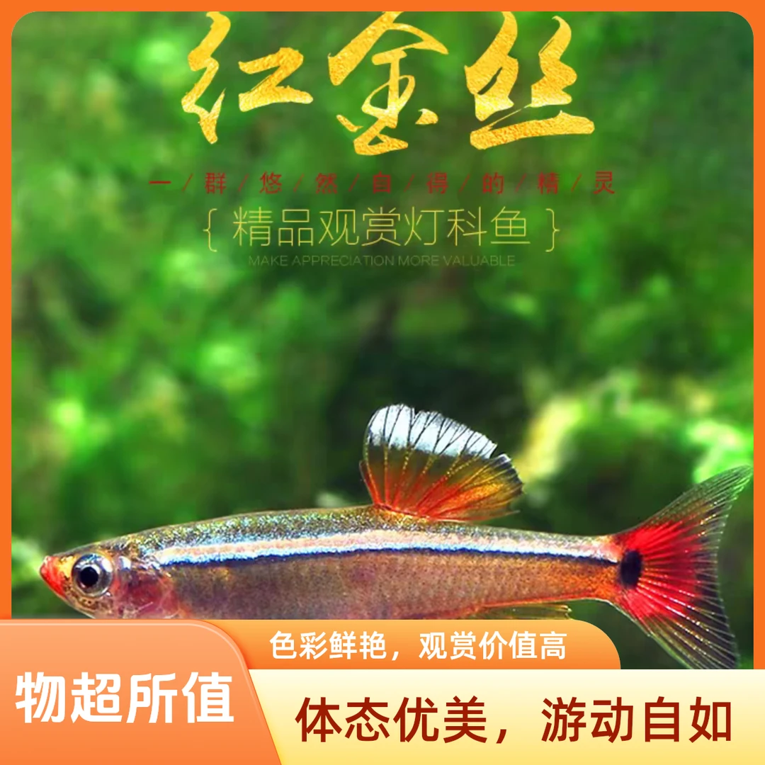 白云金丝鱼爆缸原生鱼不加温冷水发货低温好养易活金鱼小型灯科