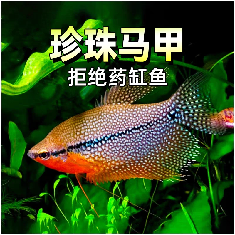 广州发货观赏鱼合集：招财丽丽鱼小型观赏鱼冷水鱼新手金鱼观赏鱼