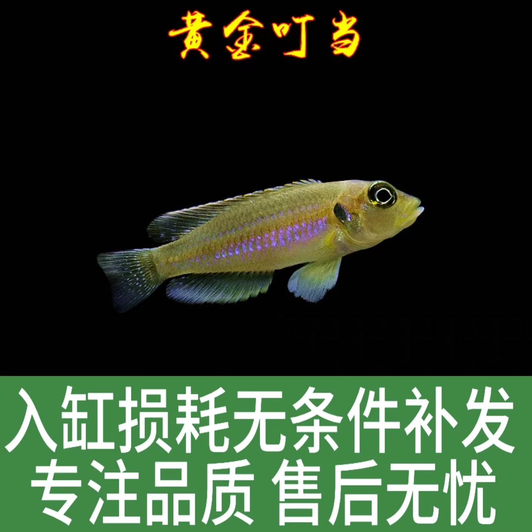 黄金叮当 紫蓝叮当 三湖慈鲷鱼 坦湖慈鲷  坦鲷卷贝鱼 小型鱼