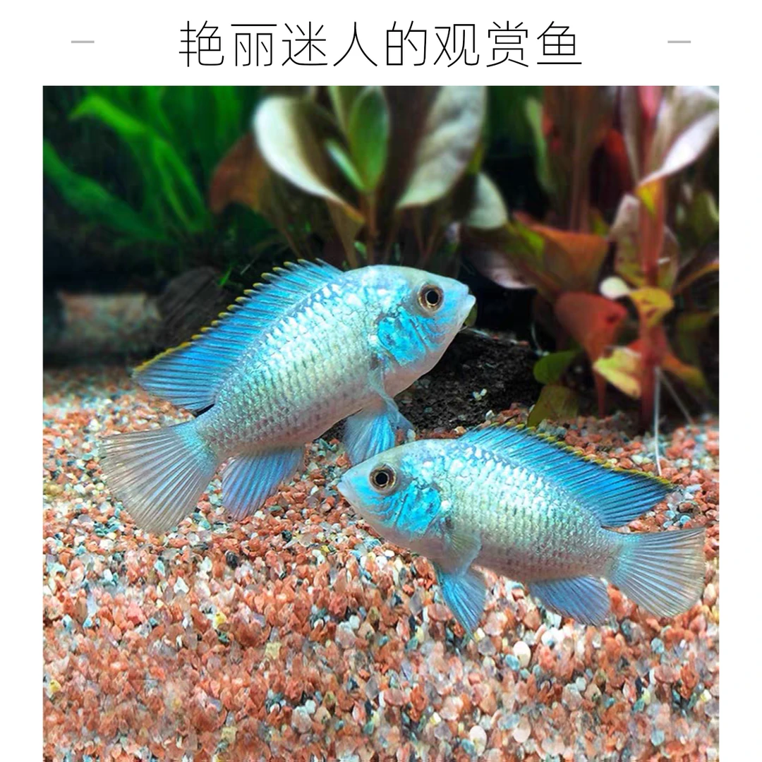 新手进口稀有改良湛蓝宝石鱼翡翠凤凰鱼电光凤凰鱼南美慈鲷鱼活体