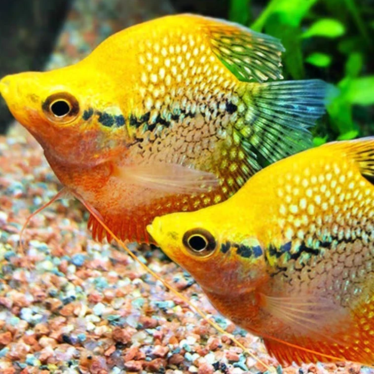 广州发货中型热带鱼美人鱼合皮实好养可混养群游性强观赏鱼活体