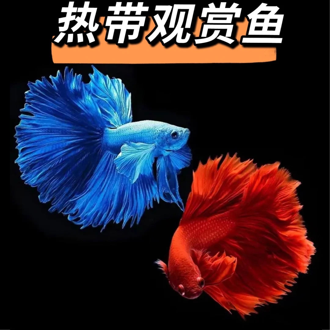 1001-1196直播耐活混缸养泰国半月热带观赏母鱼狮王马尾精品包邮
