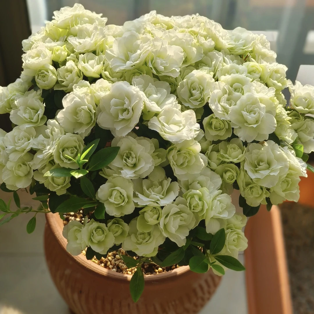 【绿色光辉】杜鹃花稀有品种四季开花盆栽室内外