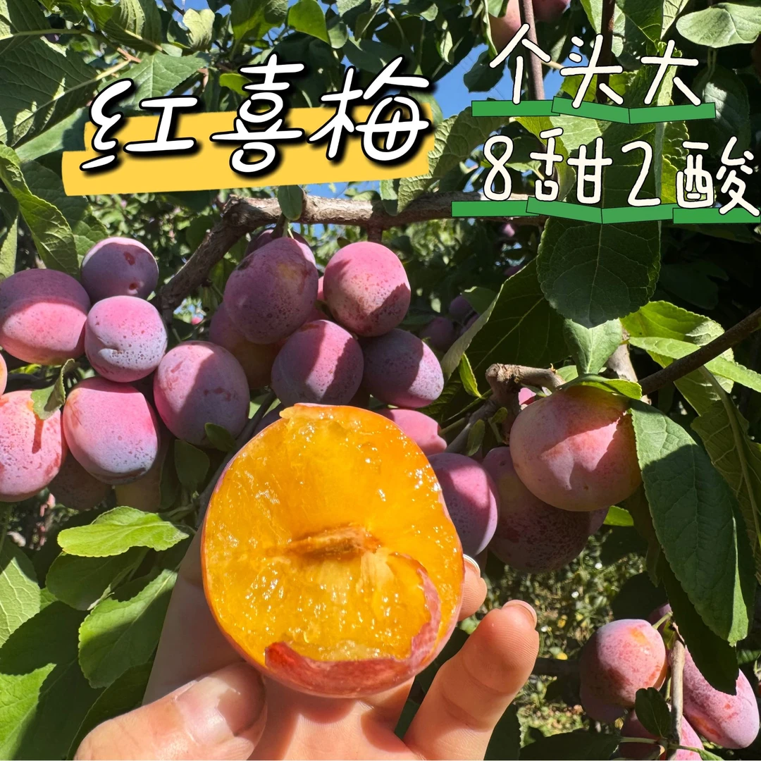 顺丰甘肃旱地红西梅脆甜口多汁新鲜当季水果女神果整箱孕妇包邮
