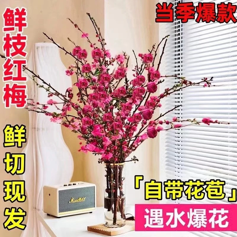 冬季水养水培干枝红梅植物开花带花苞红枝耐寒好养新年装饰年宵花