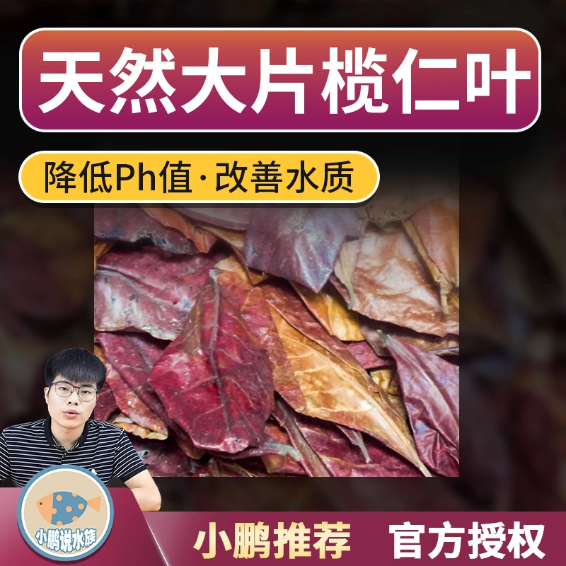 榄仁叶斗鱼懒人叶鱼缸降酸PH值调节乌龟橄榄龙眼叶子小鹏说水族