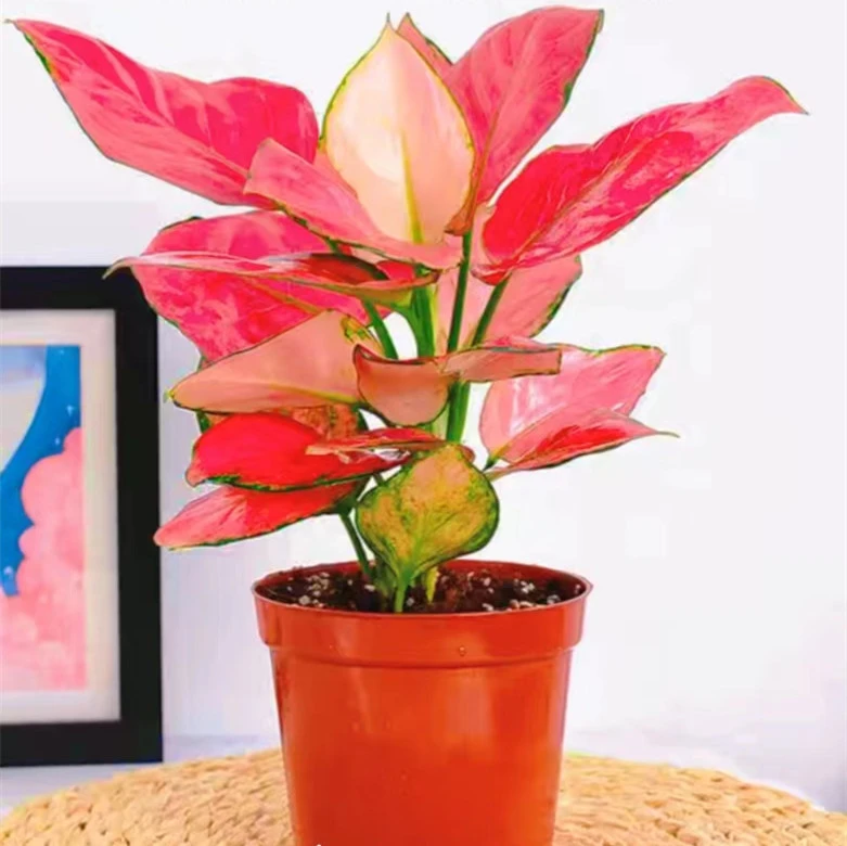 吉利红室内桌面盆栽叶子颜色寓意吉祥如意容易栽培晒太阳施肥