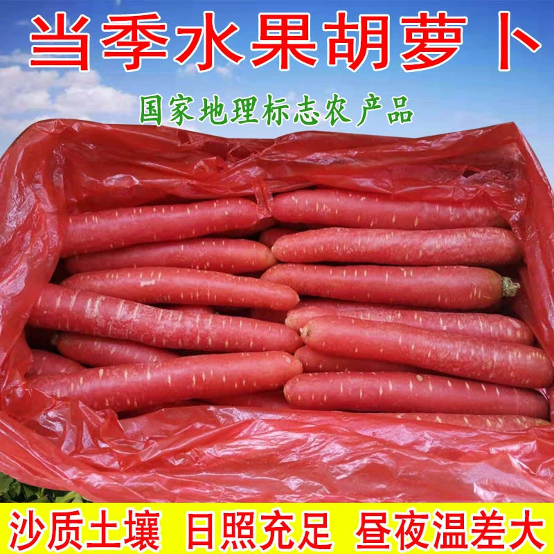 甘肃永昌沙地水果胡萝卜2.5斤拇指红心萝卜生吃新鲜蔬菜包邮甜脆