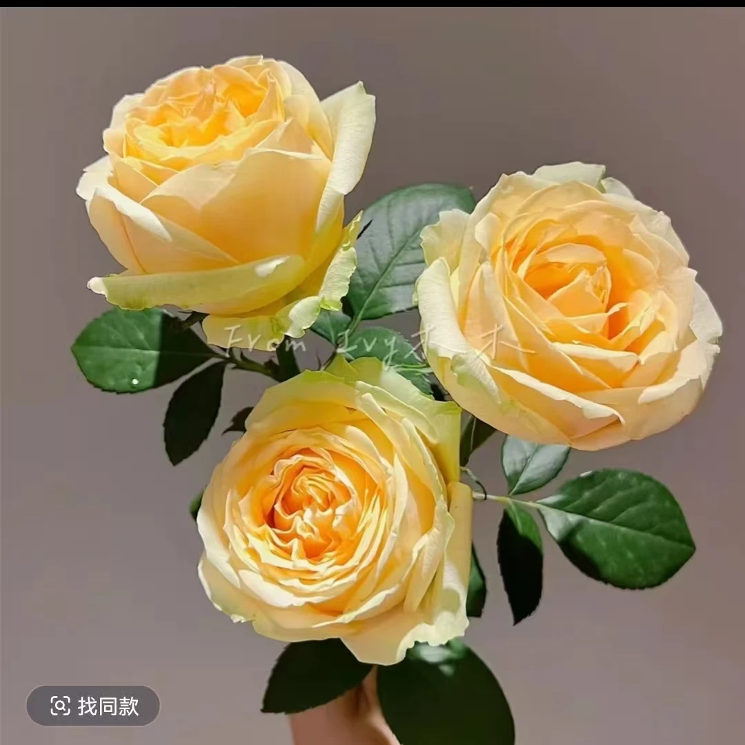 10枝香槟玫瑰家居花