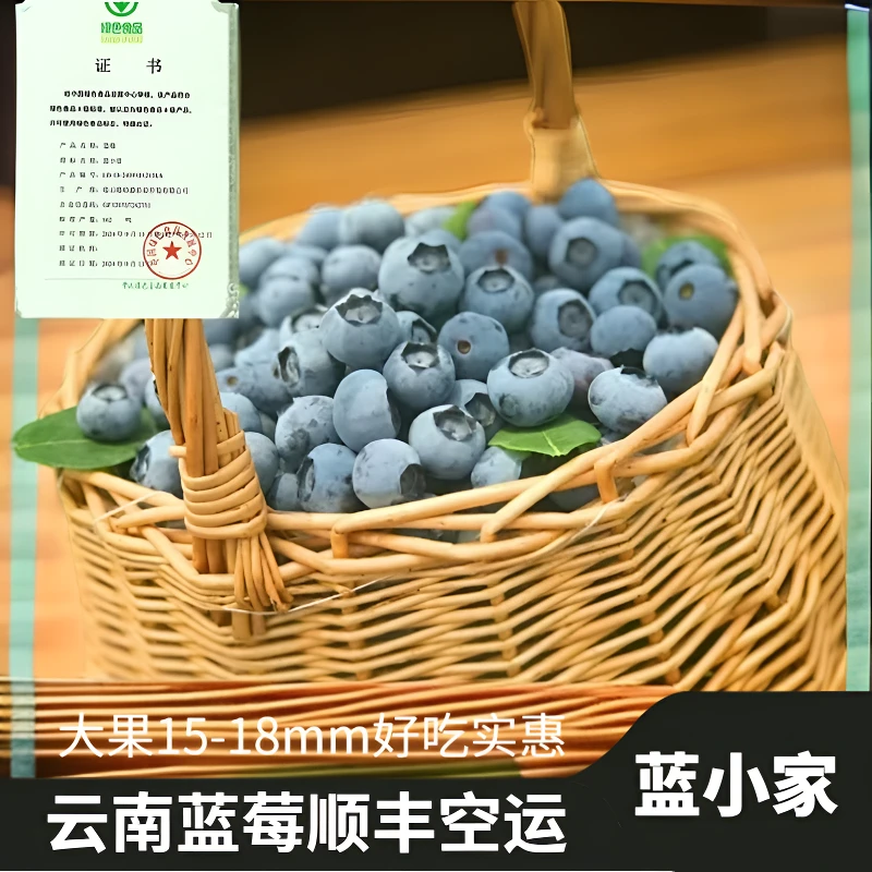蓝小家【大果15-18mm】云南蓝莓现摘现发500克/1斤（加送100克试吃）