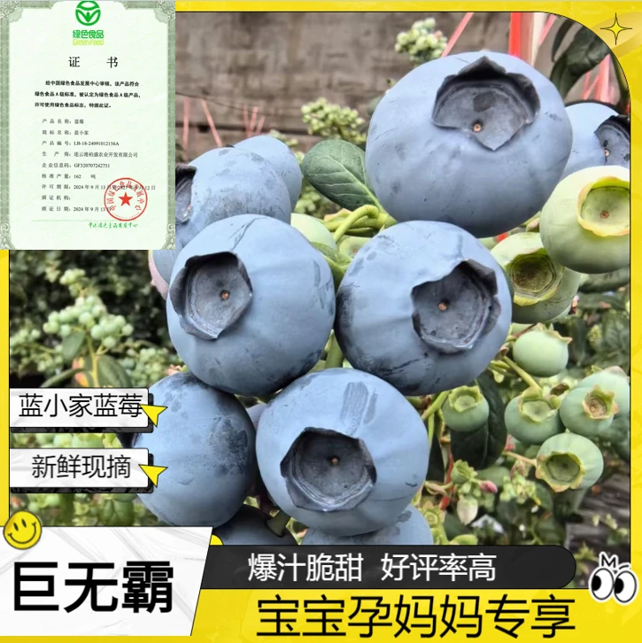 蓝小家【1】【20-22mm+】巨无霸蓝莓新鲜采摘现摘现发100克/盒