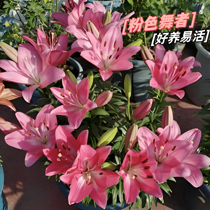 百合花种球浓香型 好养秋冬季种植耐寒阳台庭院室内室外花卉绿植