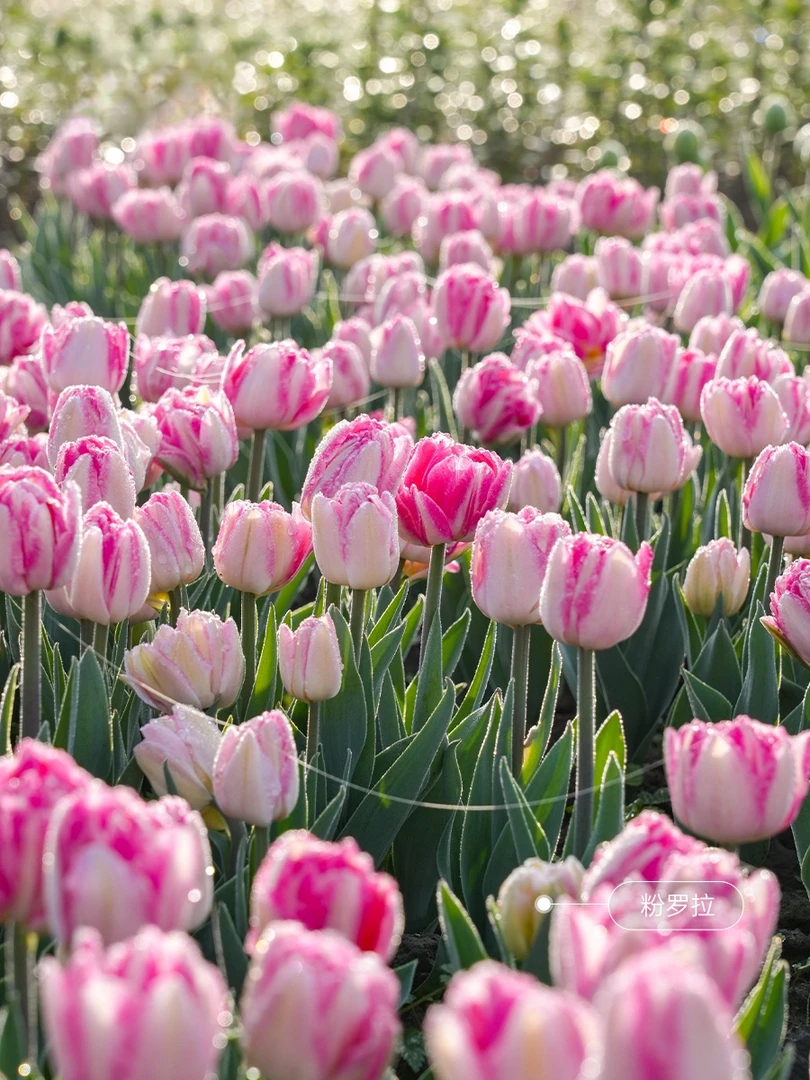 进口郁金香种球四季好养活耐寒5度球郁金香种子水培盆栽花卉植物