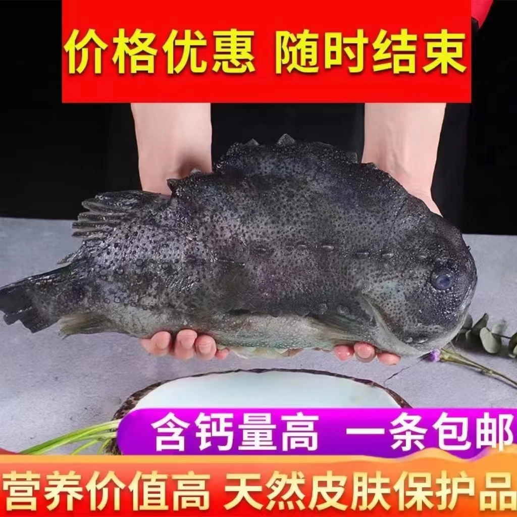 野生海参斑整条无冰衣去腮去麟去内脏