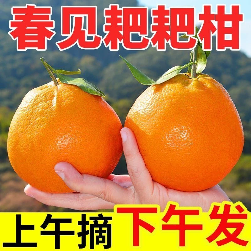 小玉【春见耙耙柑】正宗四川眉山春见耙耙柑新鲜应季水果包邮